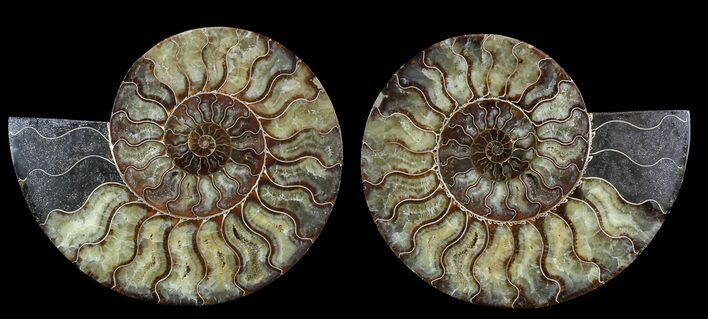 Large, Polished Ammonite Pair - Agatized #56157